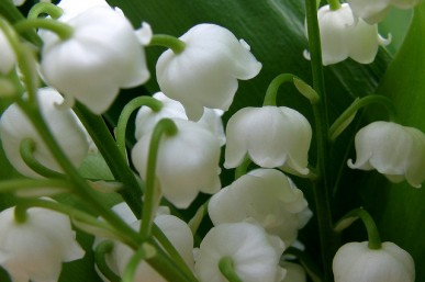 Le 1er mai : fête du travail et du muguet !